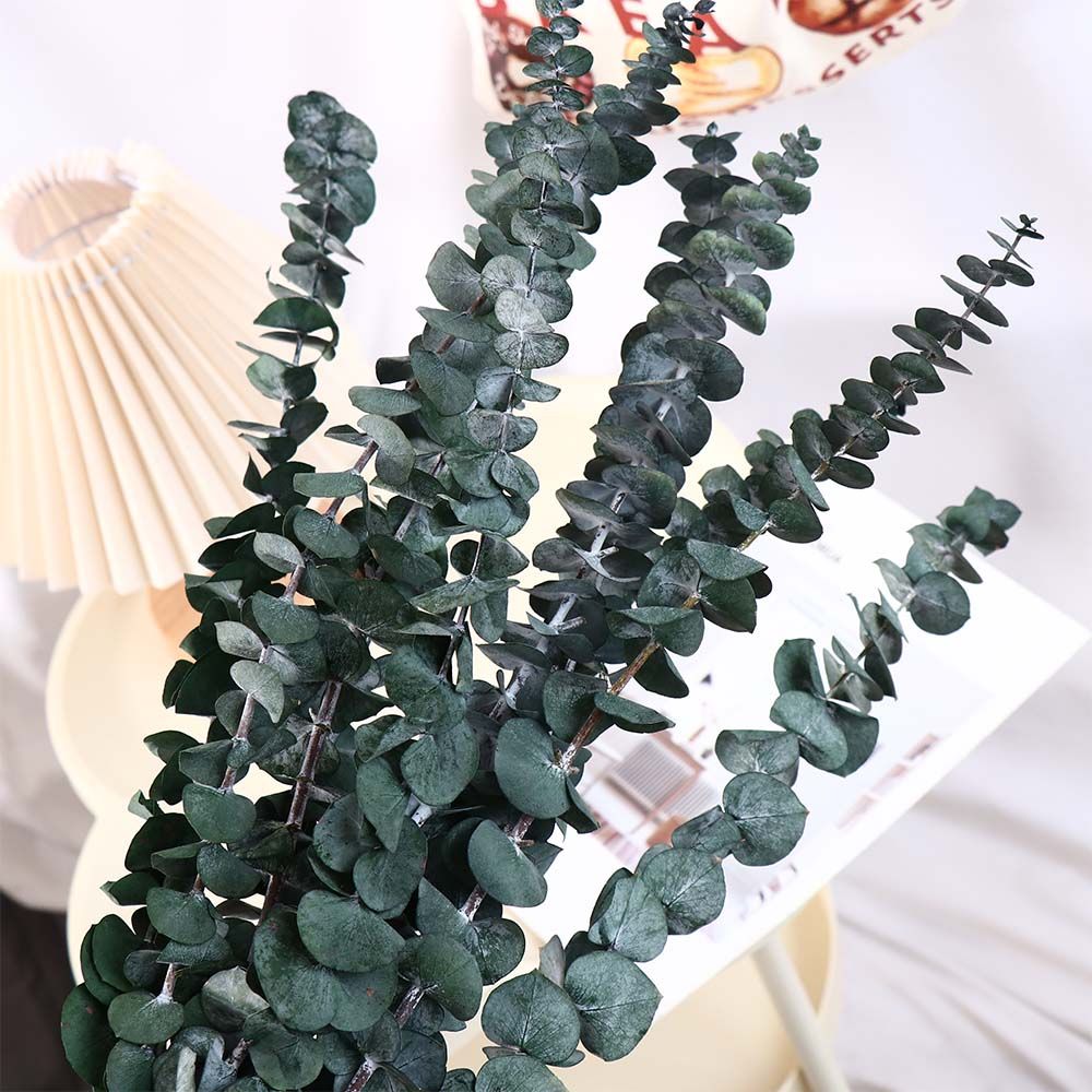 10 pièces de feuilles naturell - Eucalyptus Preserved avis et prix